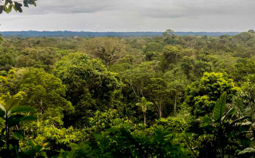 Cambio climático, bosques y REDD+ - V2